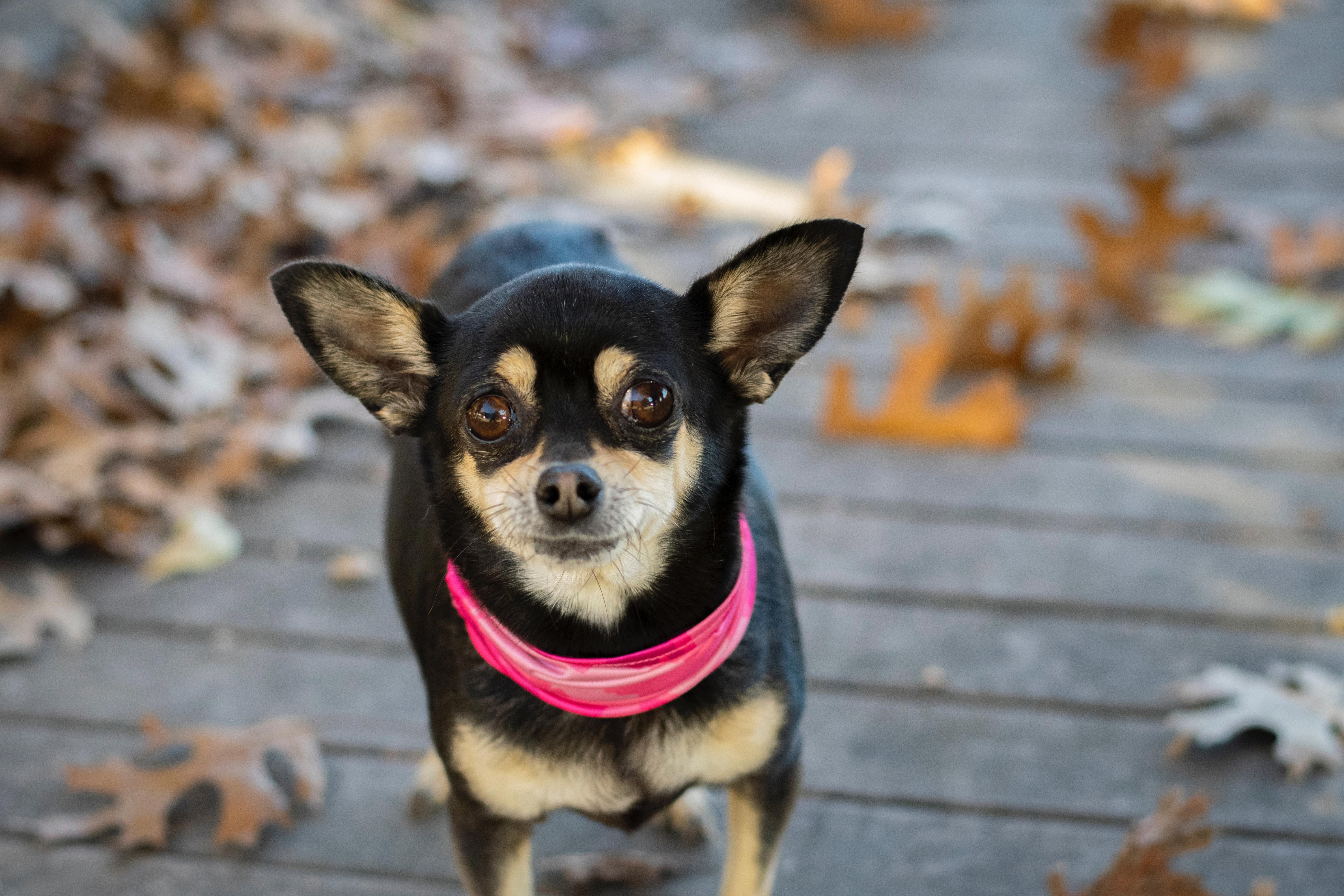 The Surprising Benefits of Raising a Chihuahua Around Kids